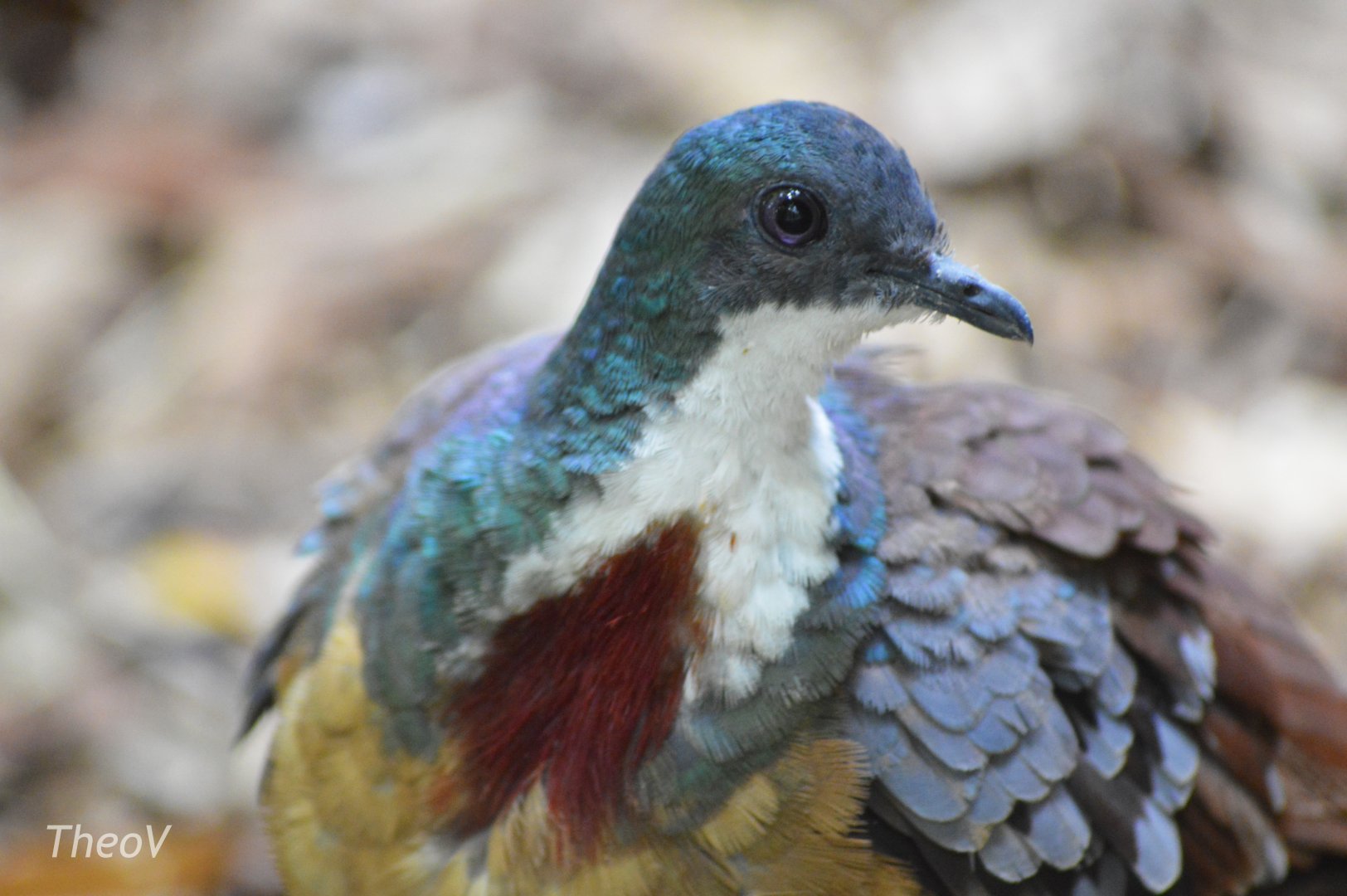 Mindanao bleeding-heart [2017]