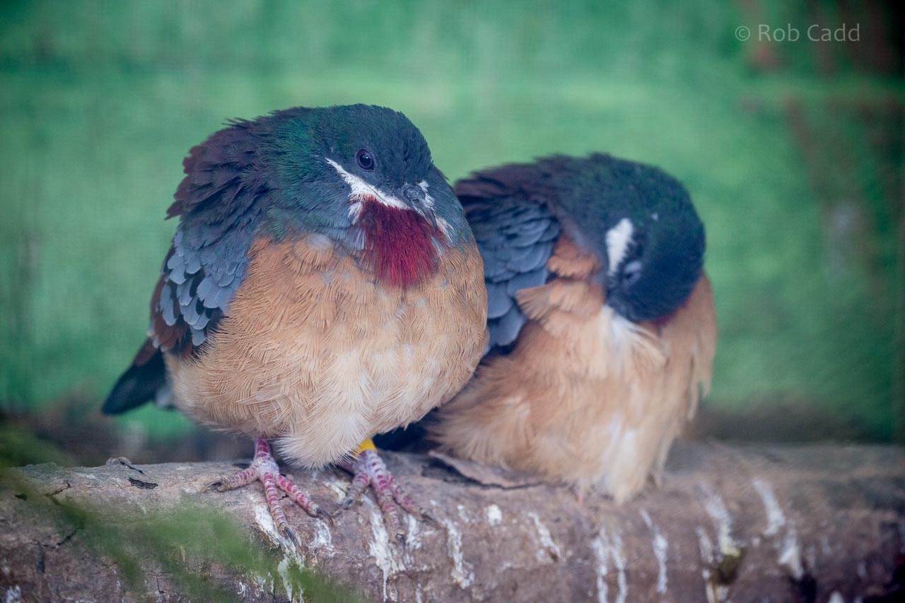 Mindanao bleeding-heart : Birdland : 19 Apr 2015