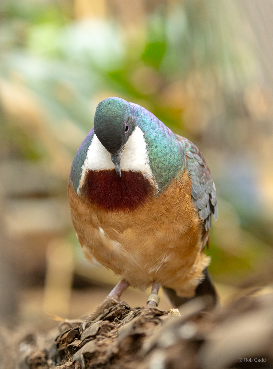 Mindanao bleeding-heart : Cotswold WP : 14 Mar 2025