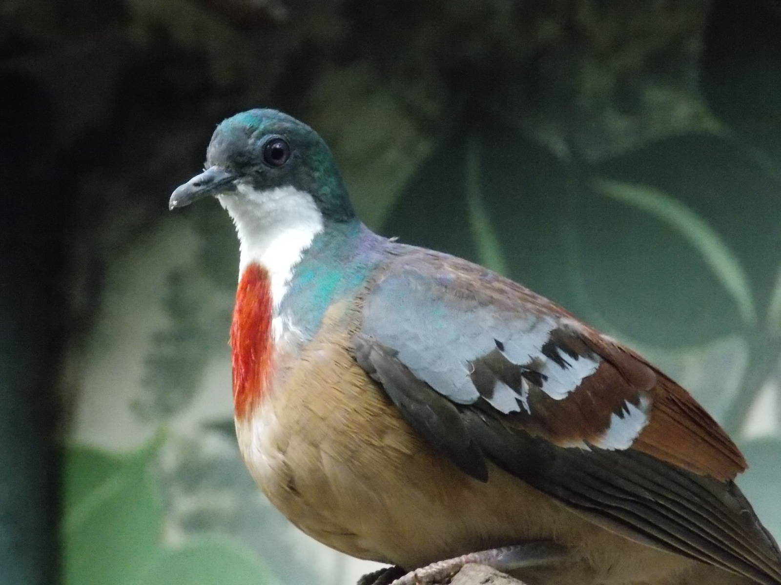Mindanao Bleeding Heart Dove 18/5/13