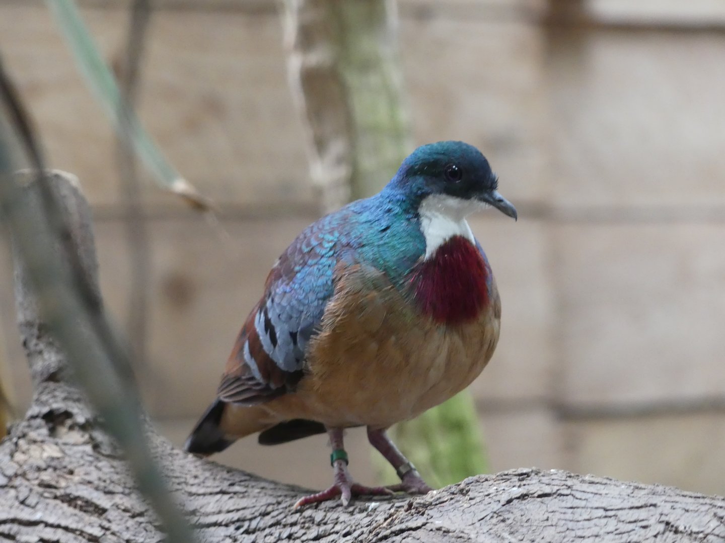 Mindanao Bleeding-Heart Dove - Chester Zoo - 08.07.24