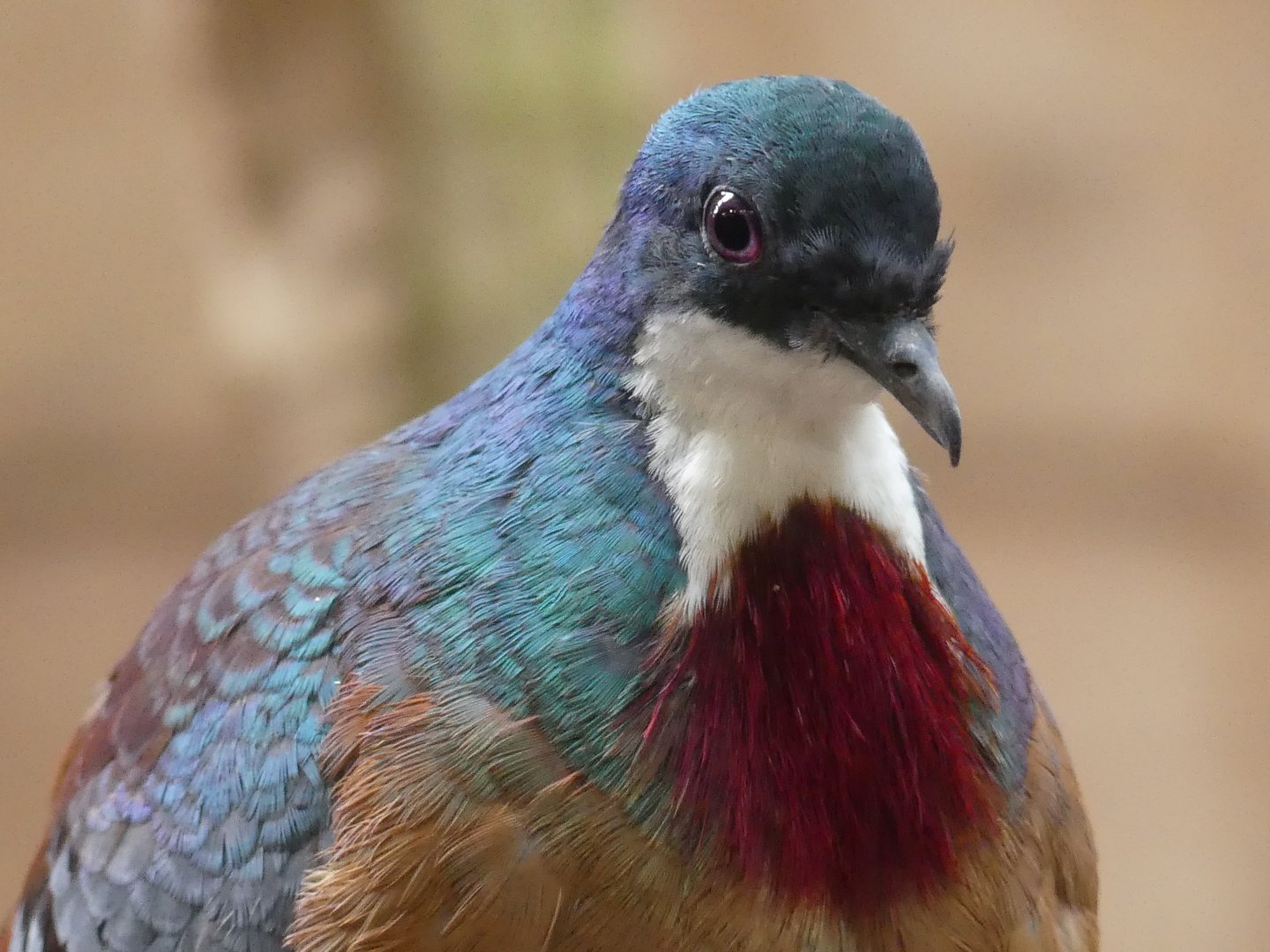 Mindanao Bleeding-Heart Dove - Chester Zoo - 08.07.24