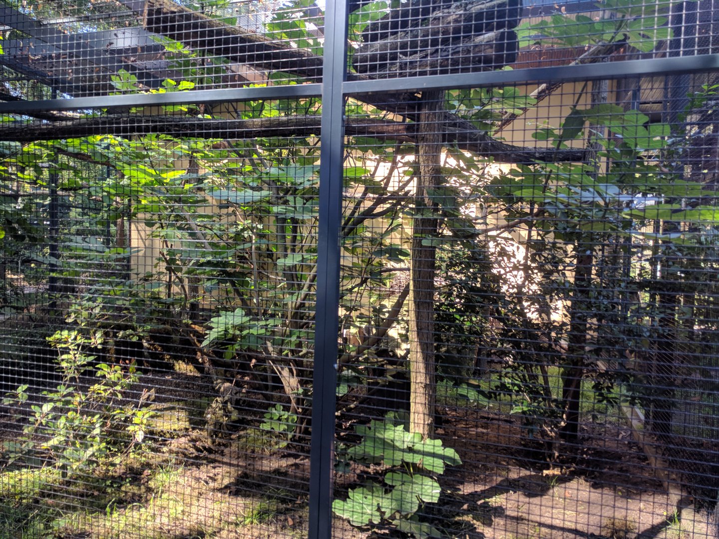 Mindanao Bleeding Heart Dove Enclosure