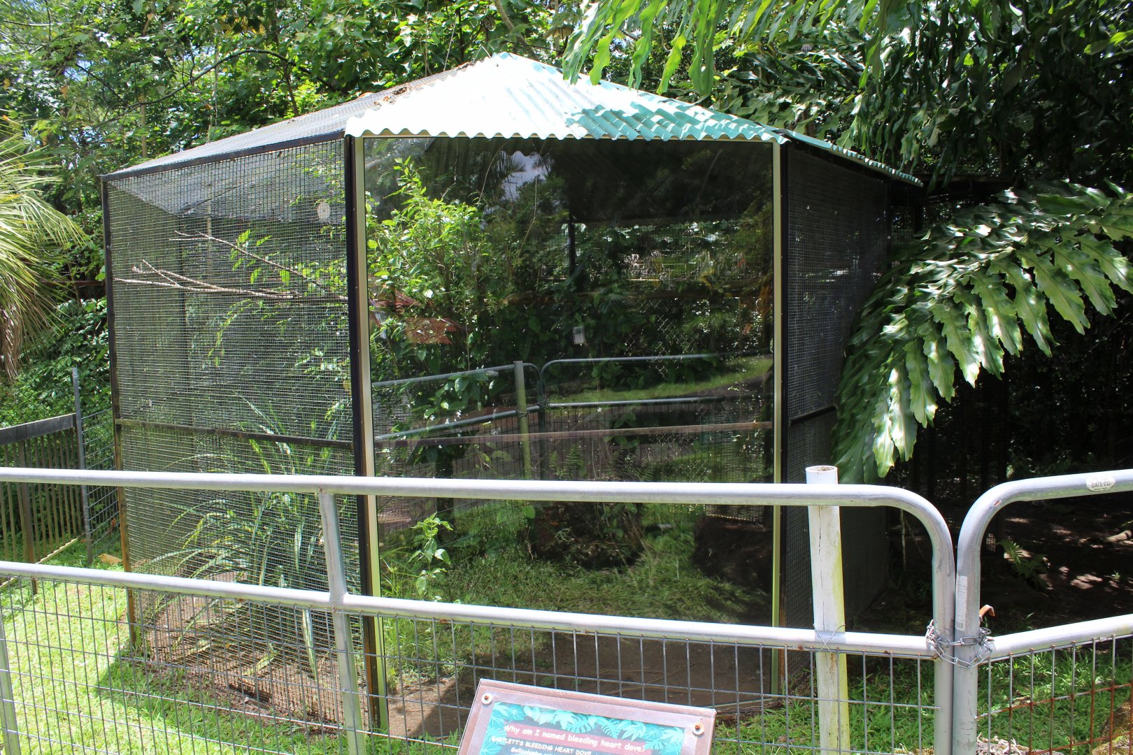 Mindanao Bleeding-Heart Dove Exhibit