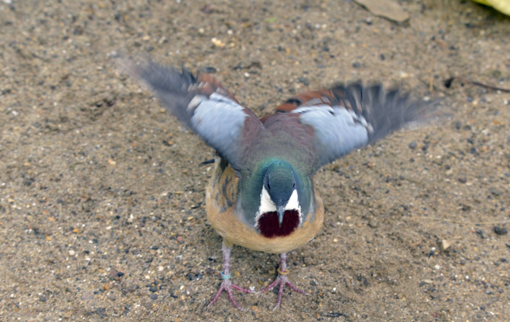 Mindanao Bleeding Heart Dove London zoo 25 07 2020