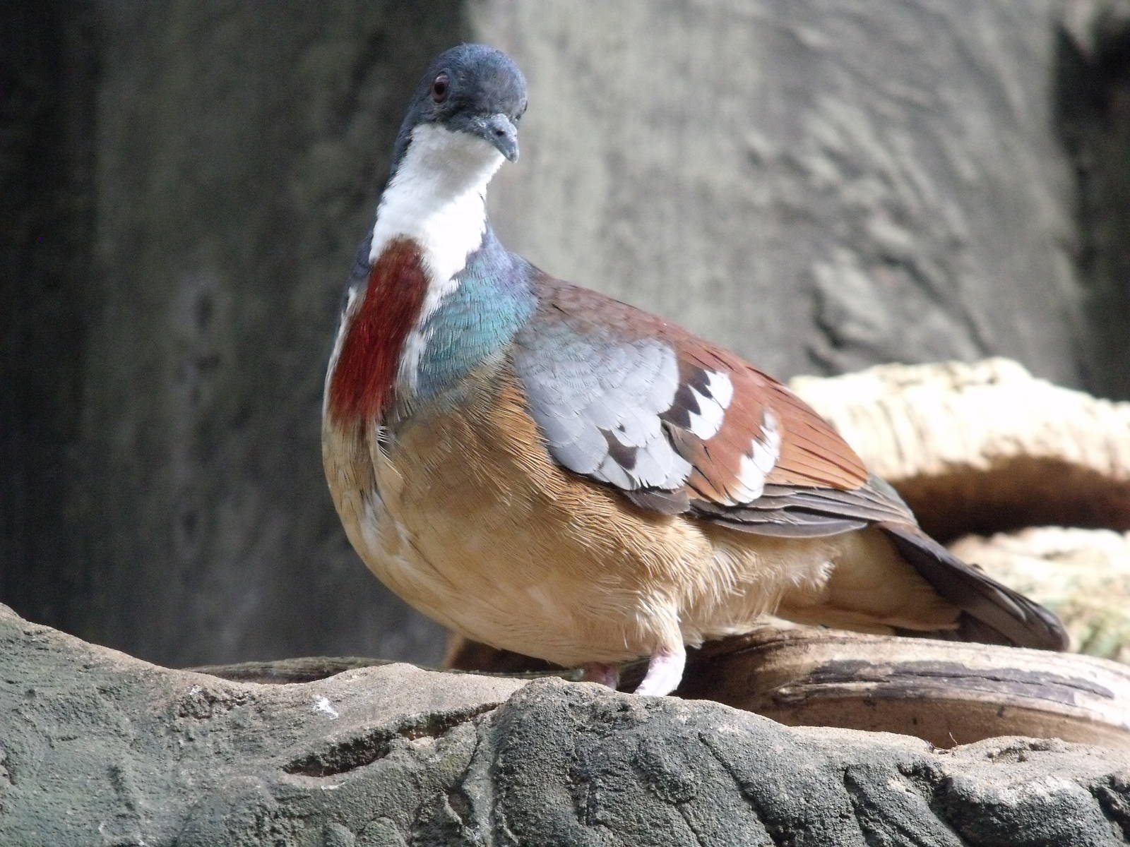 Mindanao bleeding-heart dove