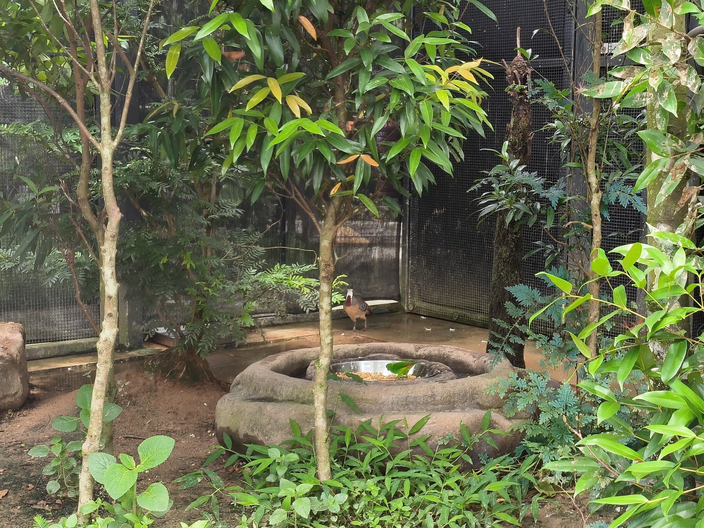 Mindanao Bleeding-Heart Dove