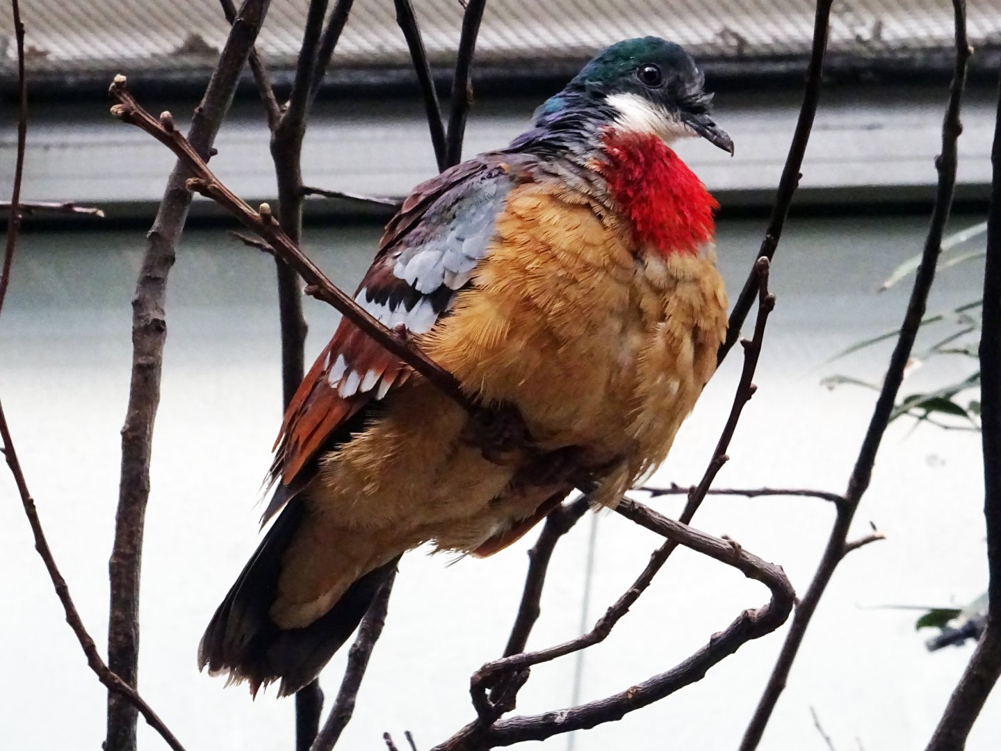 Mindanao Bleeding-Heart Dove