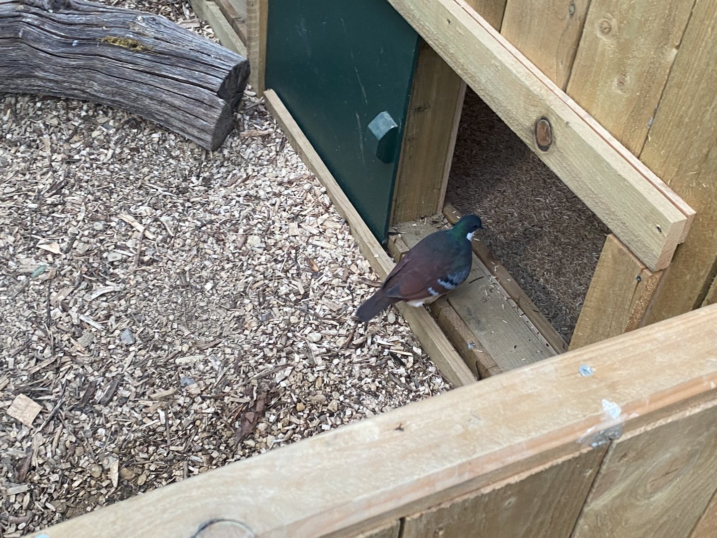 Mindanao bleeding heart dove