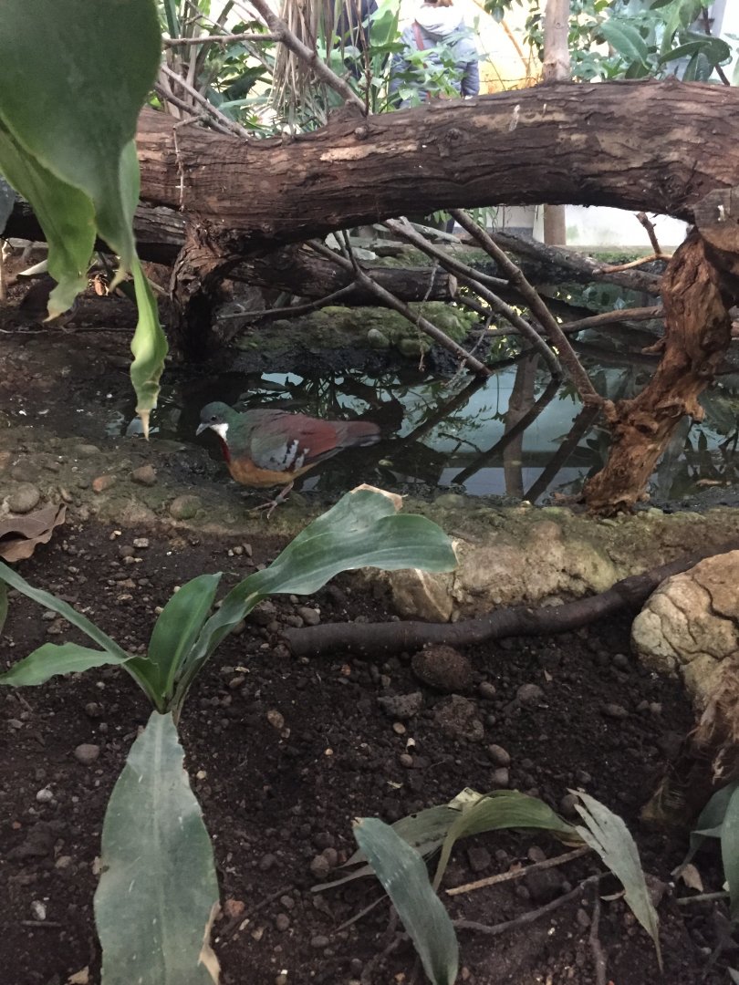 Mindanao bleeding-heart - February 2018