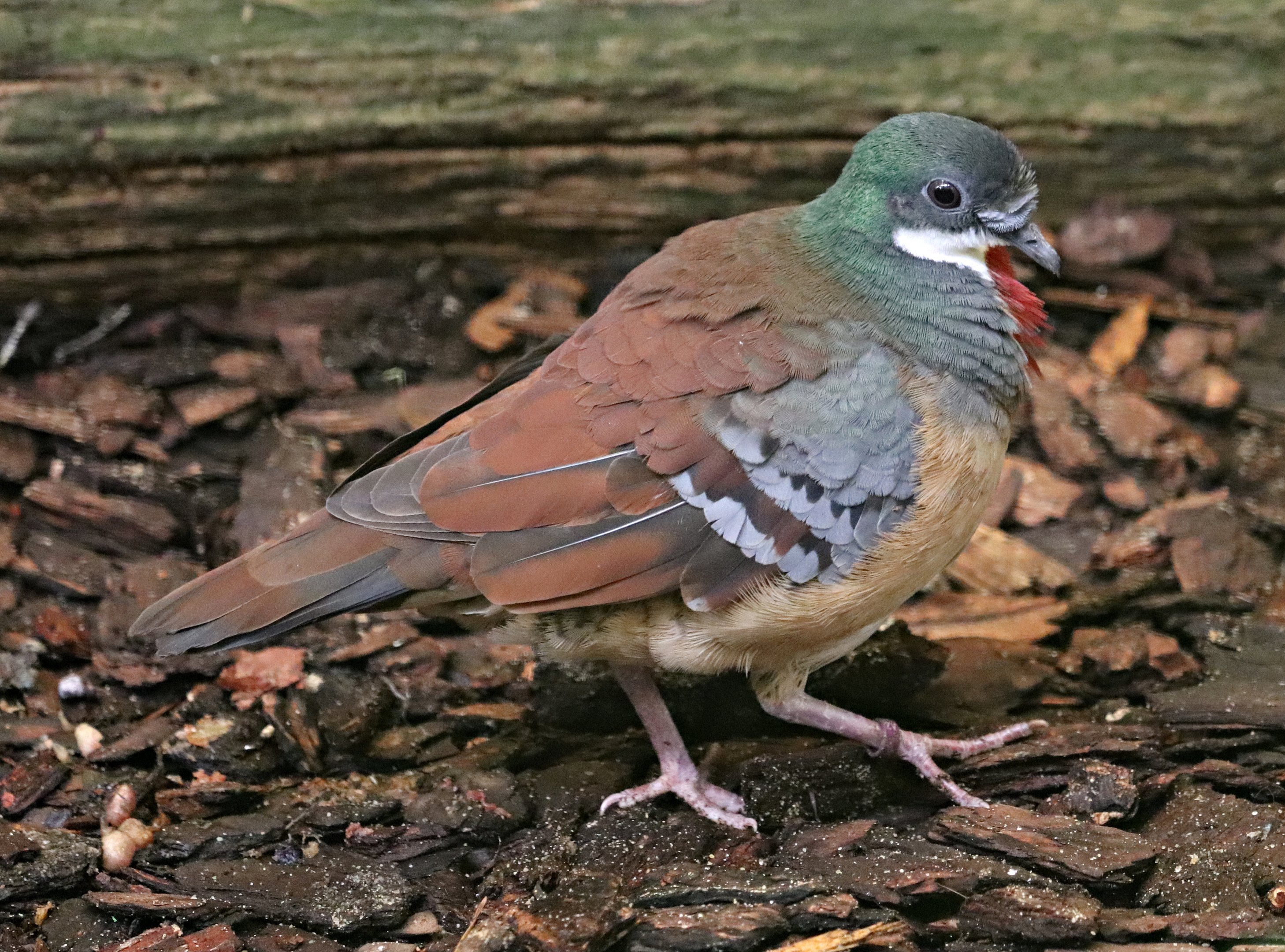 Mindanao bleeding-heart (Gallicolumba crinigera) - Paradieshalle