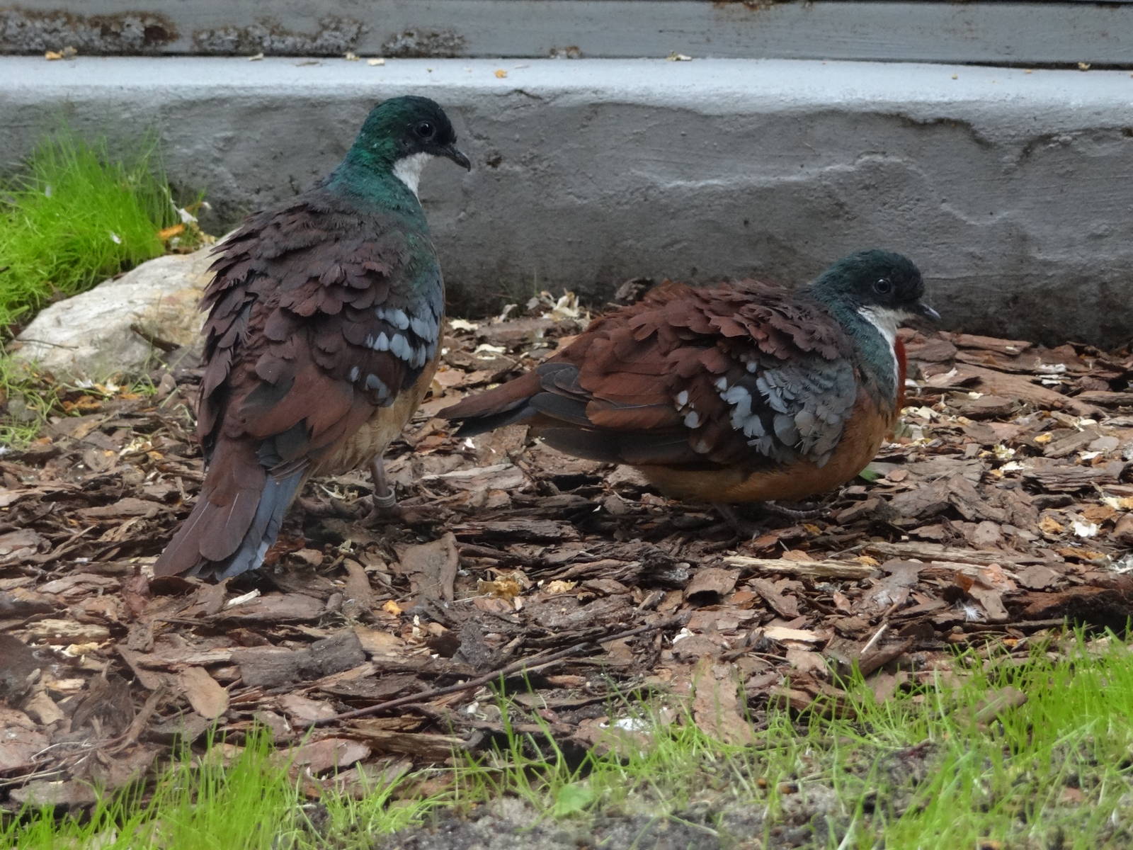 Mindanao bleeding-heart (Gallicolumba crinigera)