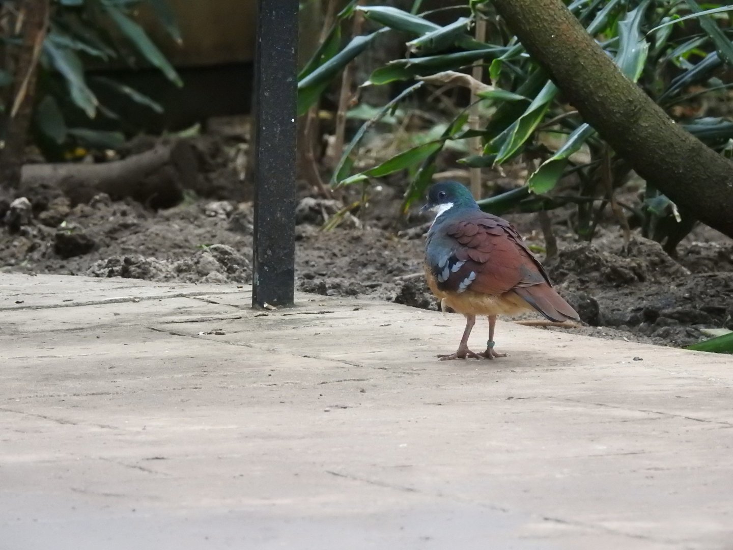 Mindanao Bleeding-Heart (Gallicolumba crinigera)