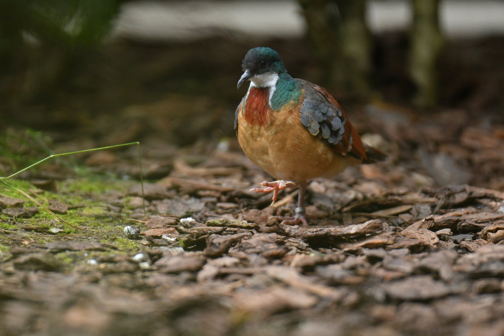 Mindanao Bleeding-heart Gallicolumba crinigera