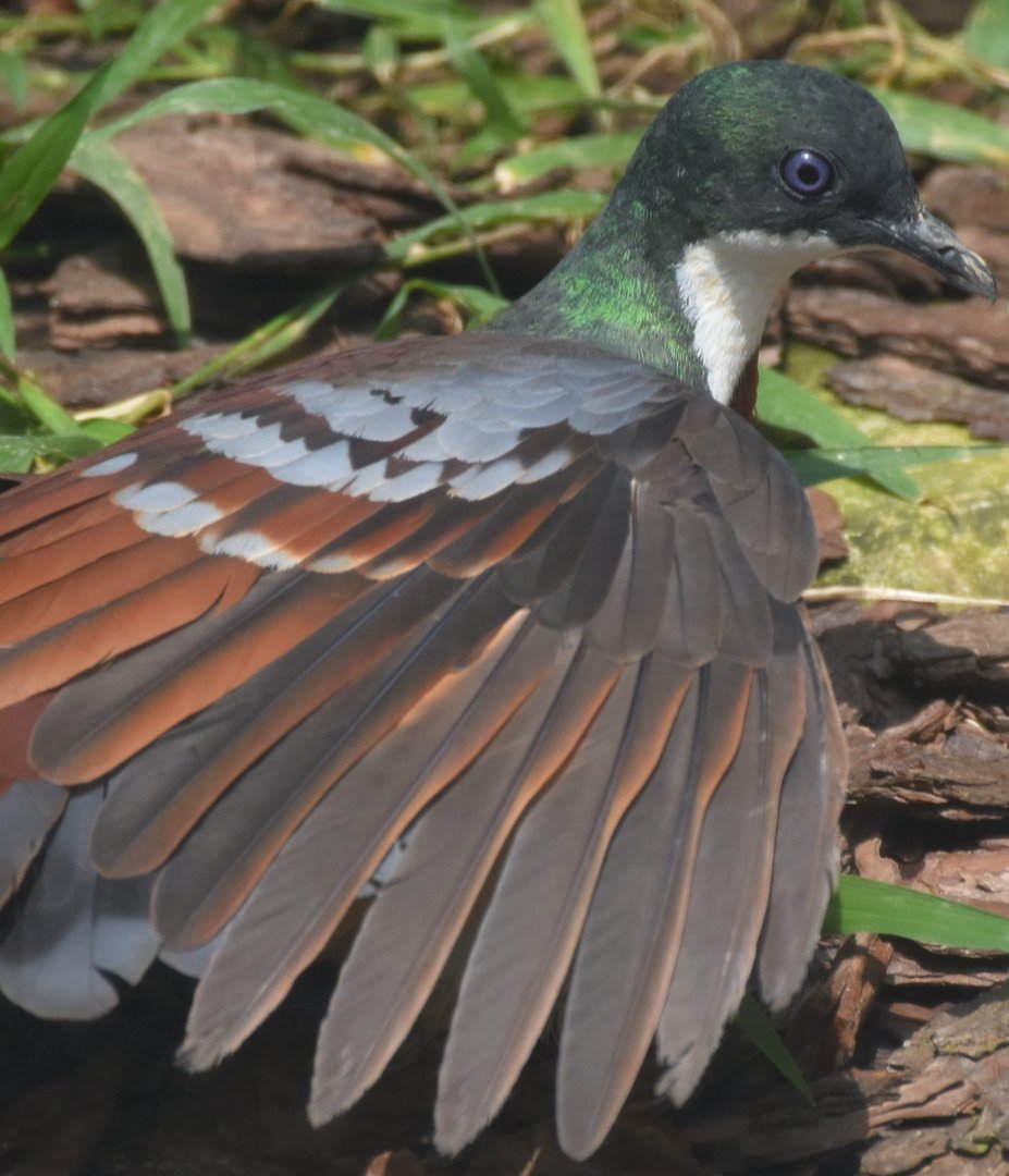Mindanao Bleeding-heart (Gallicolumba crinigera)