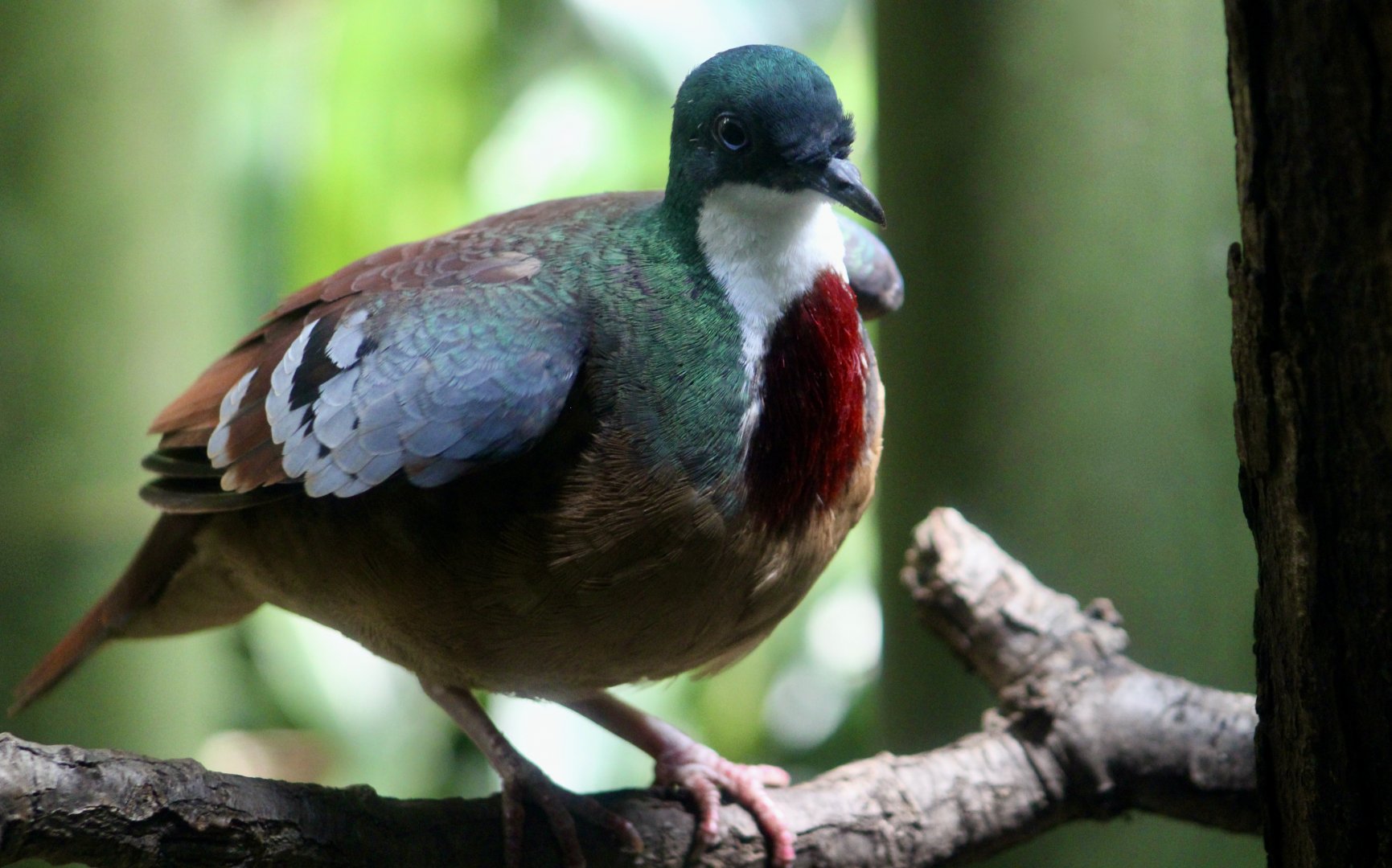 Mindanao Bleeding-Heart (Gallicolumba crinigera)