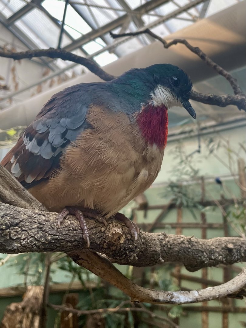 Mindanao Bleeding-heart, Gallicolumba crinigera