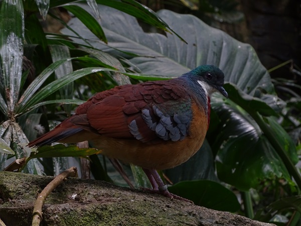 Mindanao bleeding-heart (Gallicolumba crinigera)