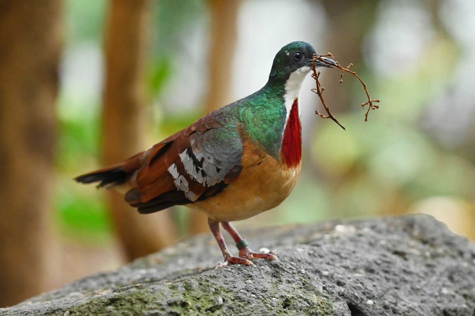Mindanao bleeding-heart  Gallicolumba crinigera