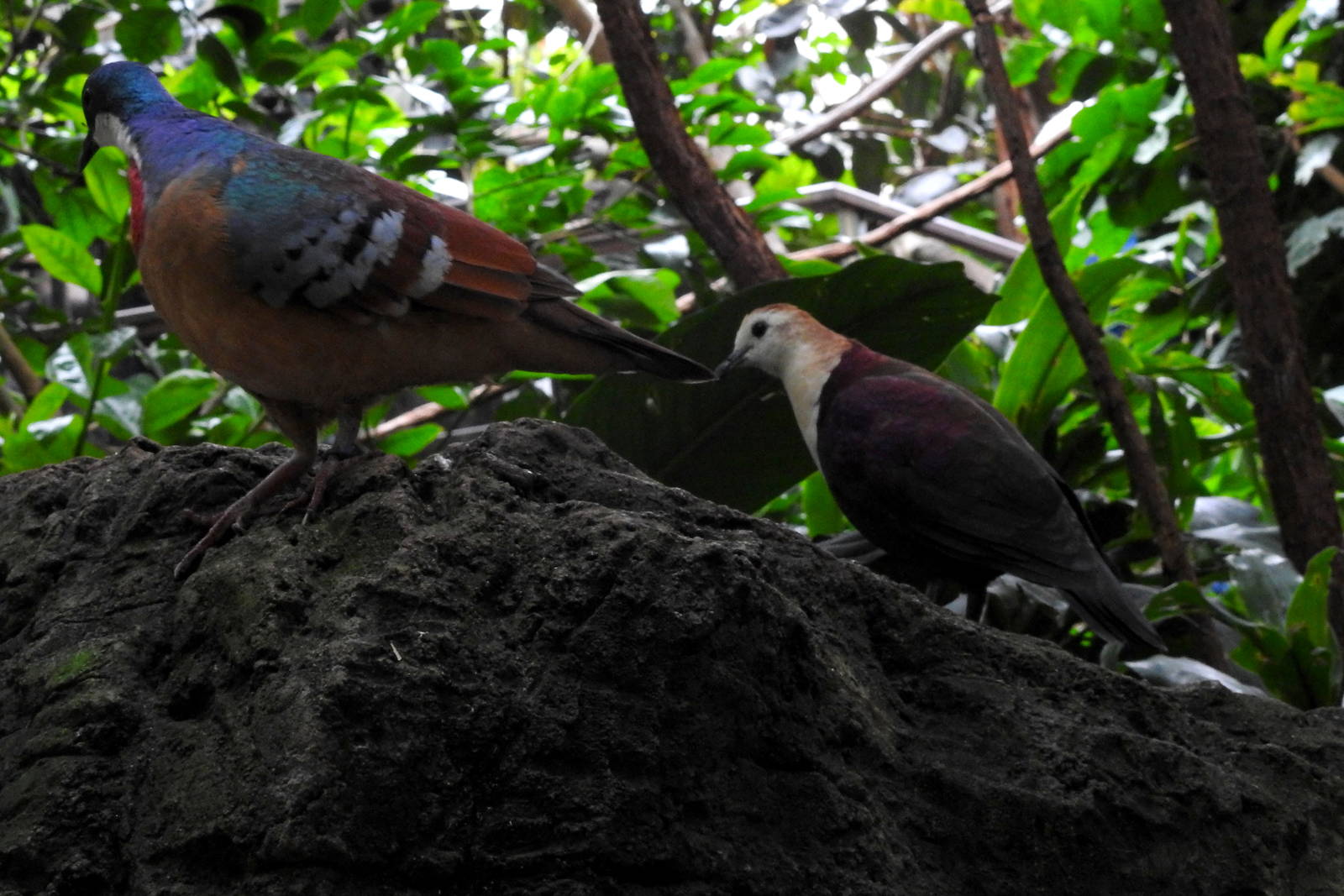 Mindanao Bleeding Heart Pigeon and White Throated Ground Dove