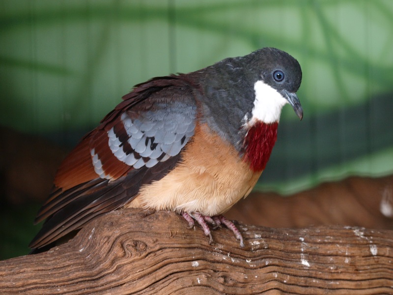 Mindanao bleeding-heart pigeon (April 19th, 2015)