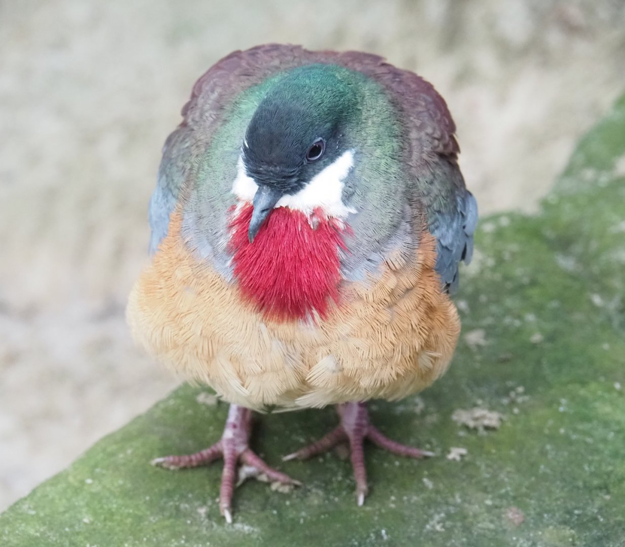 Mindanao bleeding heart pigeon (Gallicolumba criniger), Aug 28th, 2018