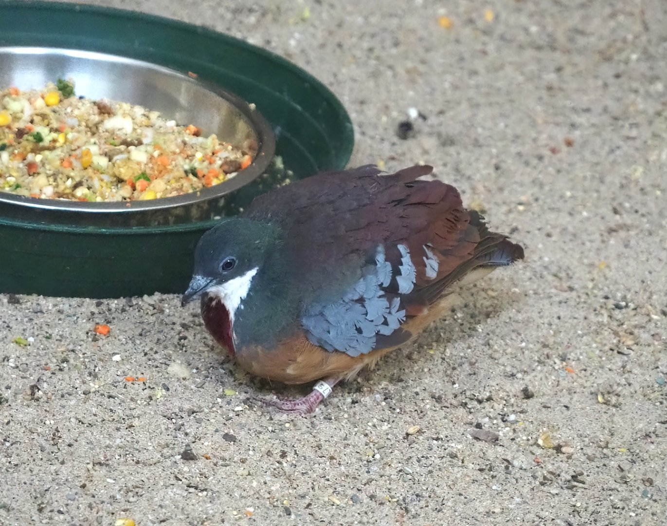 Mindanao bleeding heart pigeon (Gallicolumba crinigera), 2024-02-17