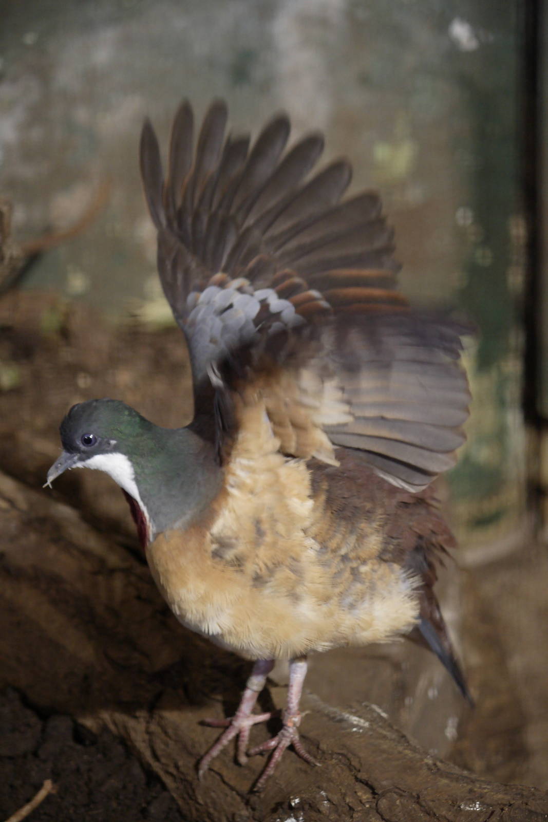 Mindanao bleeding-heart pigeon