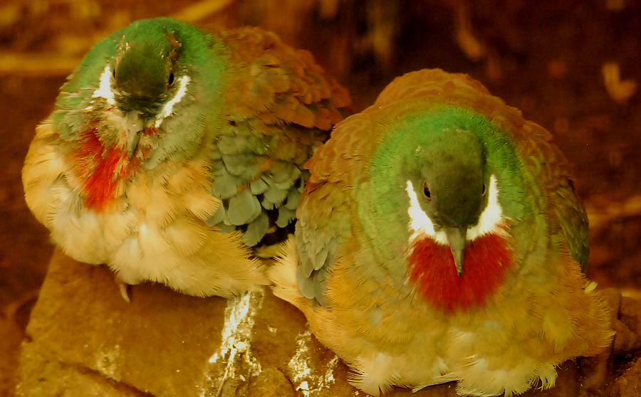 MINDANAO BLEEDING HEART PIGEON