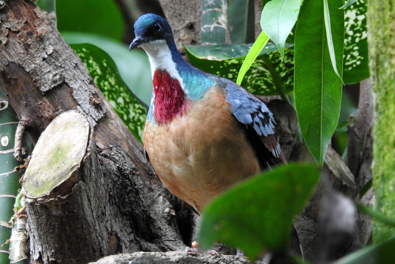 Mindanao Bleeding Heart Pigeon