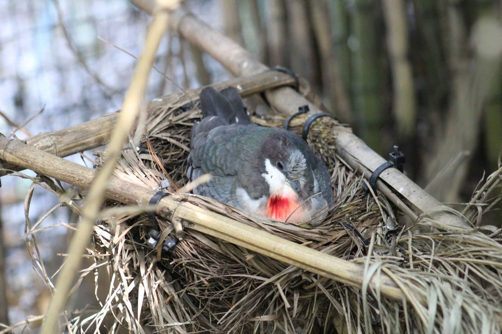 Mindanao Bleeding-Heart Pigeon