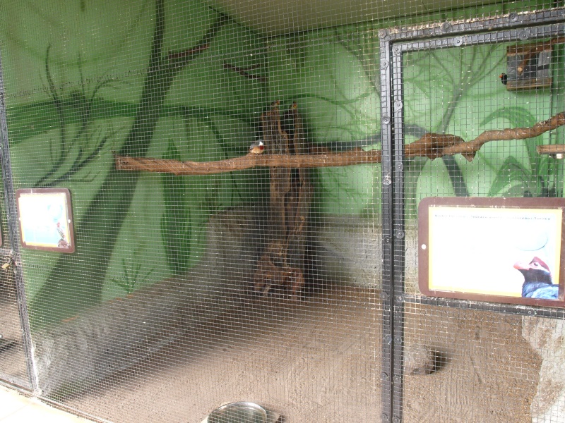 Mindanao bleeding-heart, violet turaco and red-and-yellow barbet cage (Apri