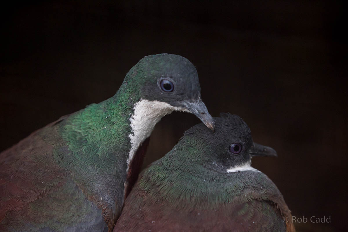 Mindanao bleeding-heart : Waddesdon : 03 Oct 2015
