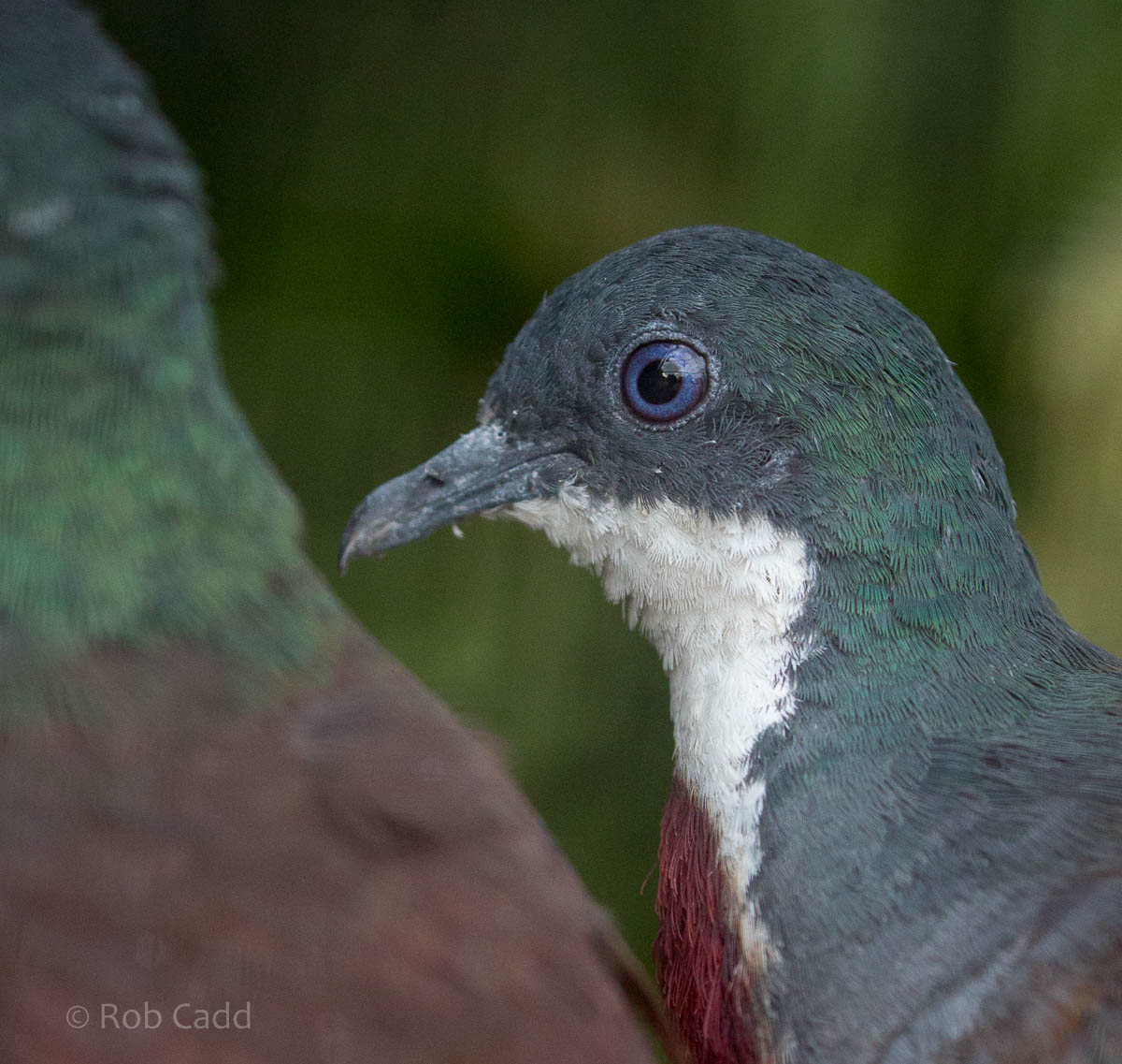 Mindanao bleeding-heart : Waddesdon : 03 Oct 2015