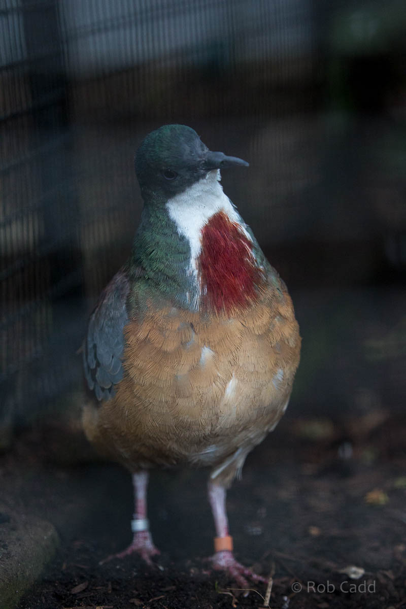 Mindanao bleeding-heart : Waddesdon : 03 Oct 2015