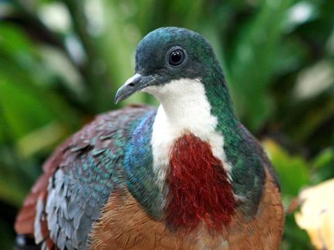 Mindanao Bleeding-heart