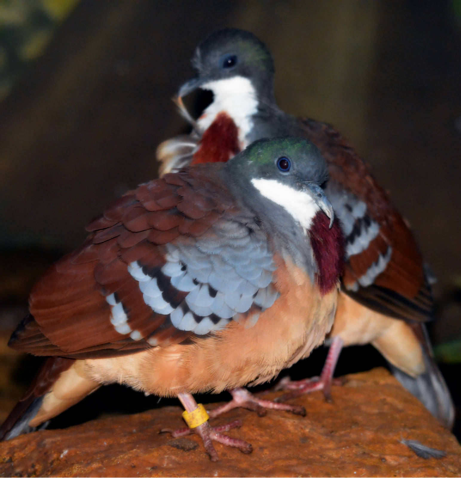 MINDANAO BLEEDING HEART?