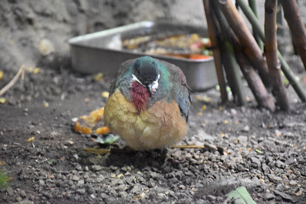 Mindanao Bleeding-Heart