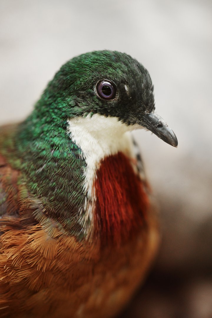 Mindanao bleeding-heart