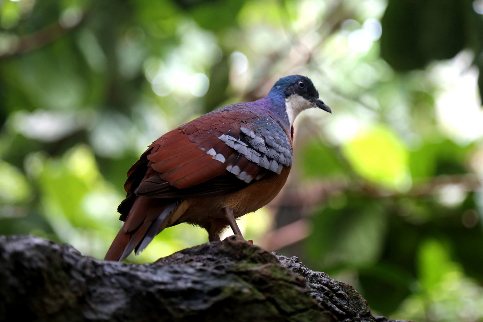 Mindanao Bleeding-heart