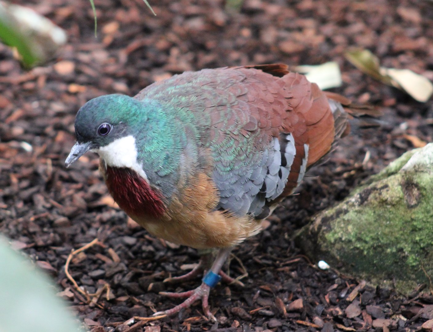 Mindanao bleeding-heart