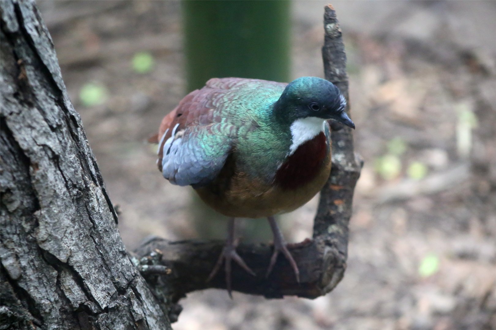 Mindanao Bleeding-heart