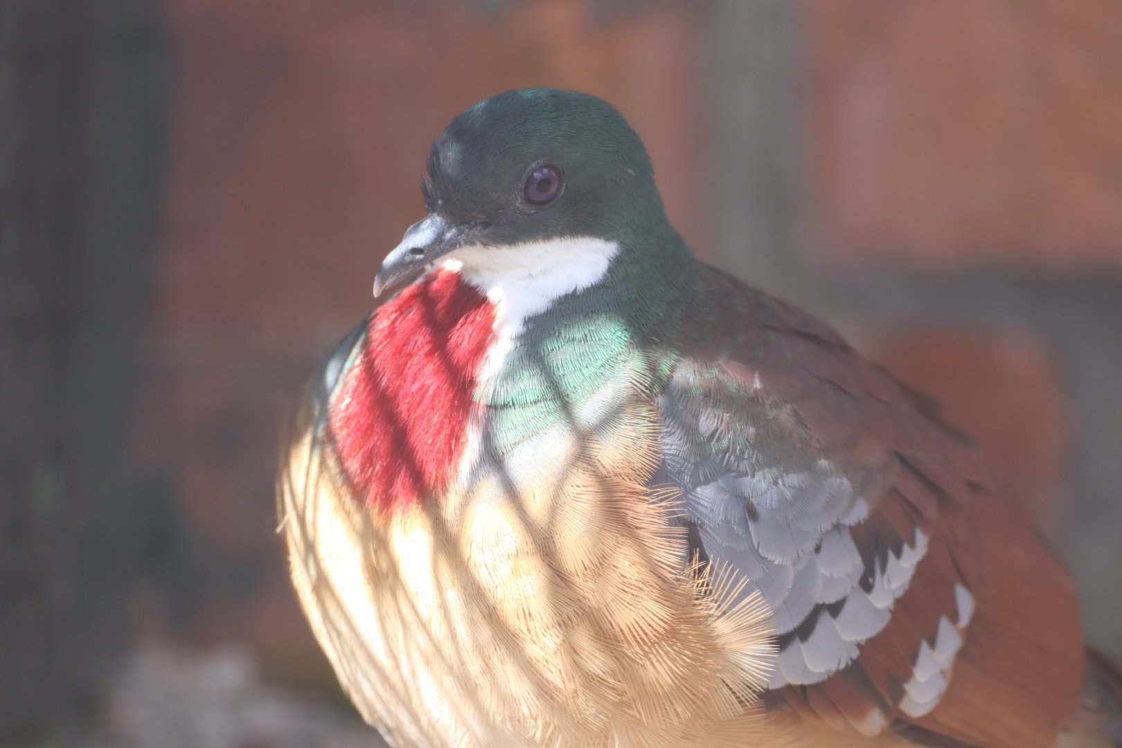 Mindanao Bleeding Heart