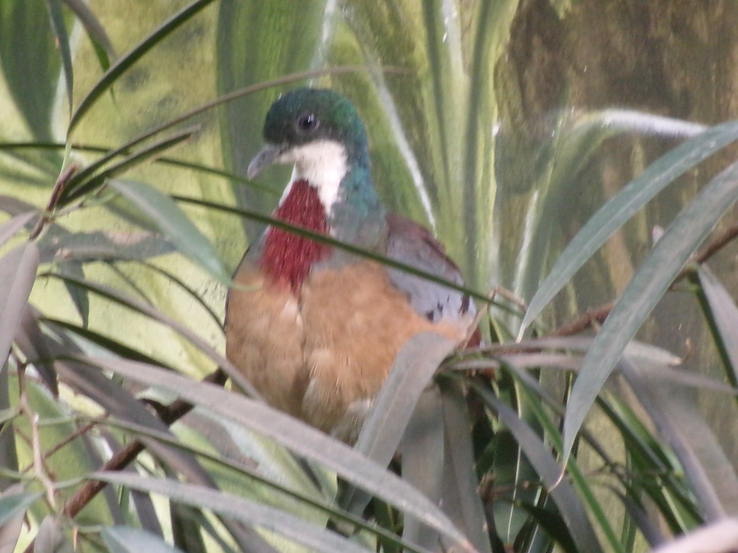 Mindanao bleeding-heart