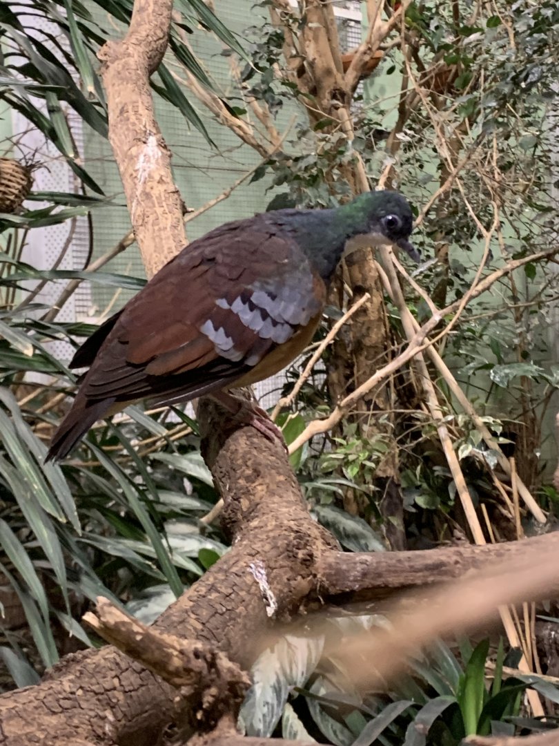 Mindanao bleeding-heart