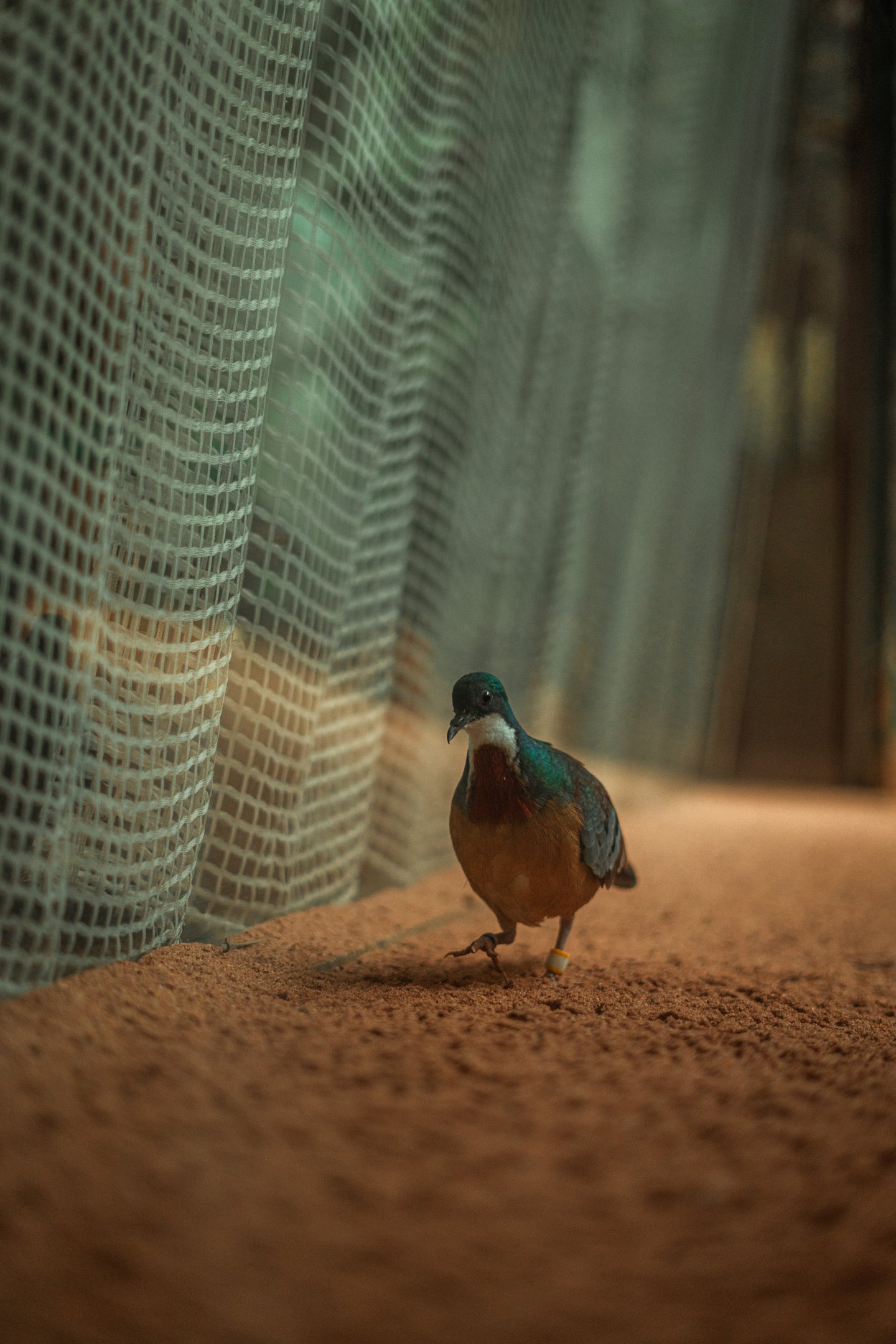 Mindanao bleeding-heart