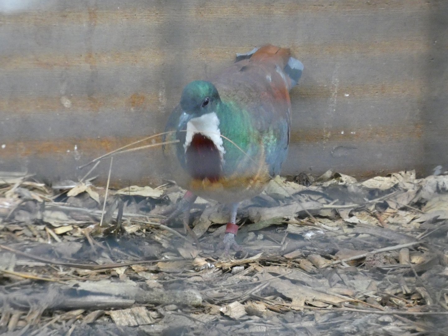 Mindanao bleeding-heart