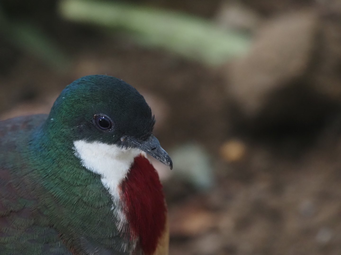 Mindanao Bleeding Heart