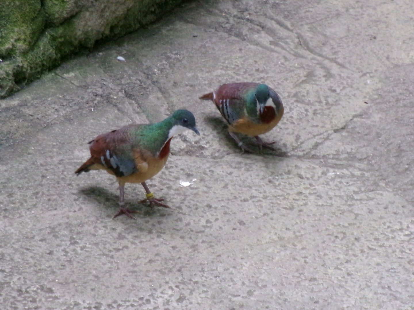 Mindanao bleeding-heart