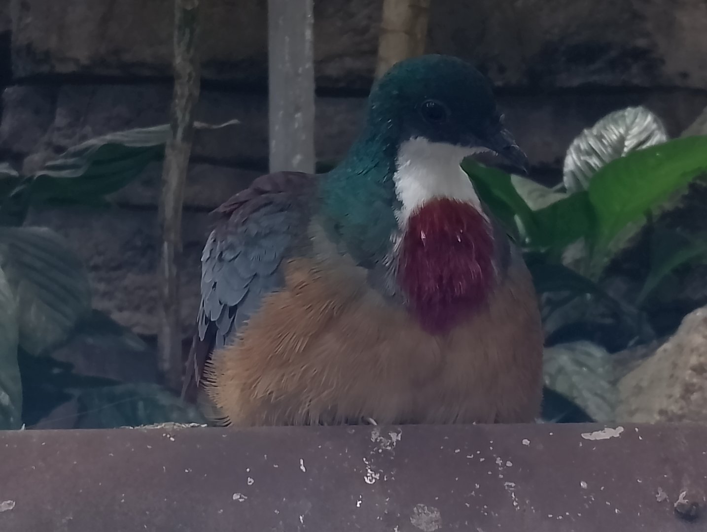 Mindanao bleeding-heart